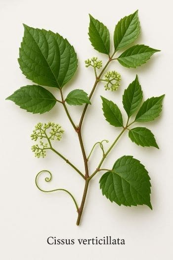 Cissus Striata plant