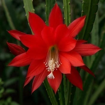 Epiphyllum spp. plant