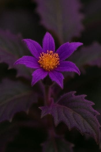 Gynura Aurantiaca plant