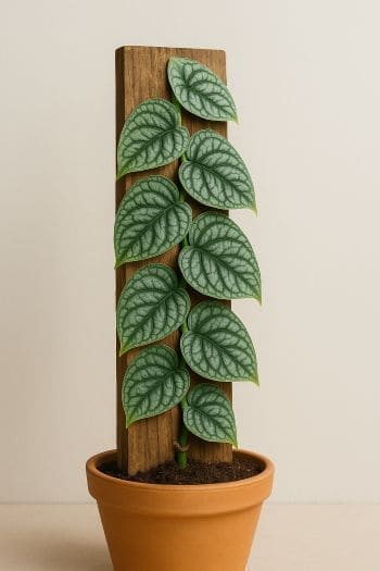 Monstera Dubia plant