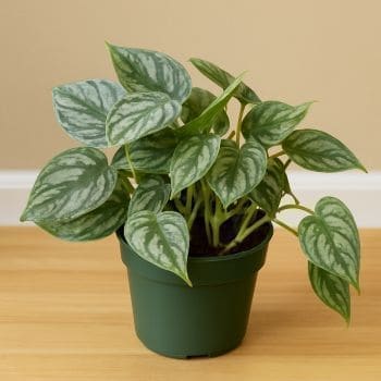 Philodendron Brandi plant