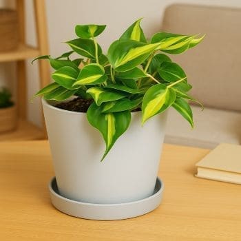 Philodendron Brasil plant