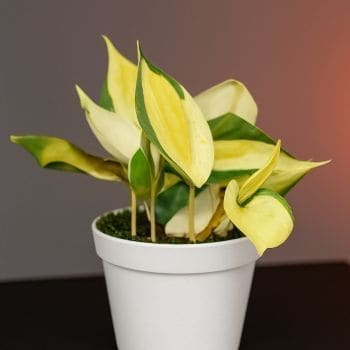 Philodendron Gabby plant