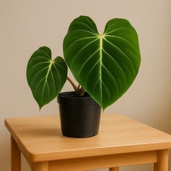 Philodendron Gloriosum plant