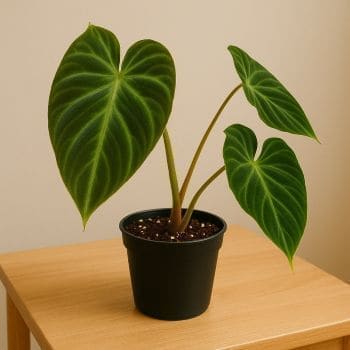 Philodendron Verrucosum plant